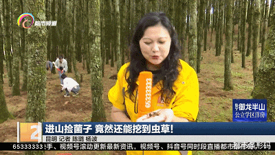 昆明捡菌子竟然还能挖到虫草！是冬虫夏草吗？