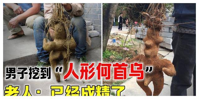 浙江男子挖到人形何首乌，认为是无价之宝，它真的能治百病吗？
